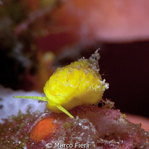 Golden Wentletrap, not completely formed by Marco Fierli 